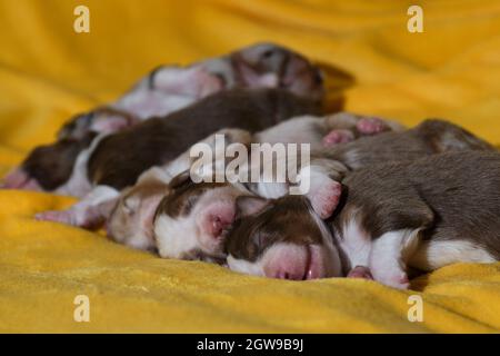 Litière de chiots de berger australien adorables, sur couverture jaune douce. Aussie cinq enfants sont couchés ensemble et dorment, vue latérale. Puppie Banque D'Images