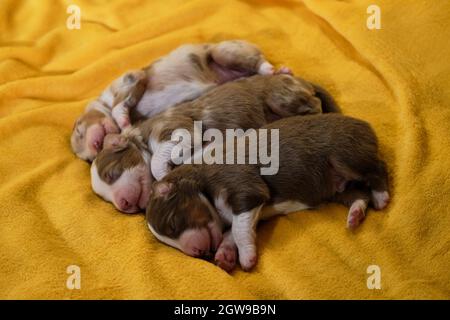 Litière de chiots de berger australien adorables, sur couverture jaune douce. Aussie trois enfants dorment. Chiots de couleur rouge merle et Tric Banque D'Images