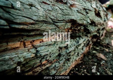 Texture de l'écorce d'un vieux arbre de l'olbesh. Arrière-plan naturel. Banque D'Images