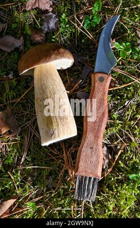 Kersdorf, Allemagne. 02 octobre 2021. Un couteau spécial aux champignons se trouve sur le plancher de la forêt, à côté d'un bolete de châtaignier. Le boletus de châtaignier, également connu sous le nom de châtaignier ou de calotte brune, est un champignon comestible populaire qui pousse dans les forêts de conifères avec un sol acide. Depuis quelques semaines maintenant, de nombreux champignons poussent de nouveau dans les forêts de Brandebourg. Credit: Patrick Pleul/dpa-Zentralbild/ZB/dpa/Alay Live News Banque D'Images