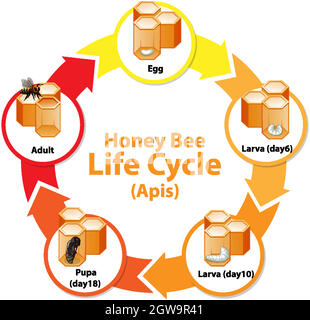 Diagramme montrant le cycle de vie de Honey Bee Illustration de Vecteur