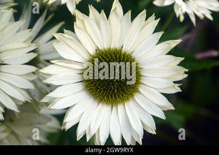 Gros plan Echinacea purpurea 'Coneflower' (White Swan) cultivé dans le jardin des abeilles et des papillons à RHS Garden Bridgewater, Worsley, Greater Manchester, Royaume-Uni Banque D'Images