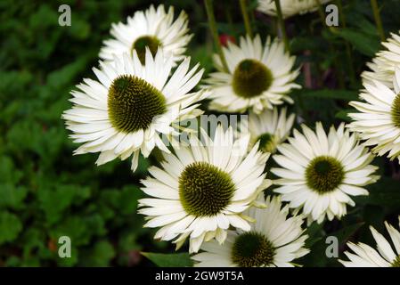 Echinacea purpurea 'Coneflower' (White Swan) cultivé dans le jardin des abeilles et papillons de RHS Garden Bridgewater, Worsley, Greater Manchester, Royaume-Uni Banque D'Images