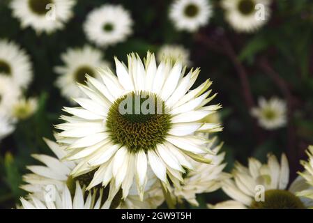 Gros plan Echinacea purpurea 'Coneflower' (White Swan) cultivé dans le jardin des abeilles et des papillons à RHS Garden Bridgewater, Worsley, Greater Manchester, Royaume-Uni Banque D'Images