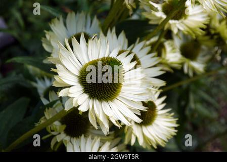 Echinacea purpurea 'Coneflower' (White Swan) cultivé dans le jardin des abeilles et papillons de RHS Garden Bridgewater, Worsley, Greater Manchester, Royaume-Uni Banque D'Images