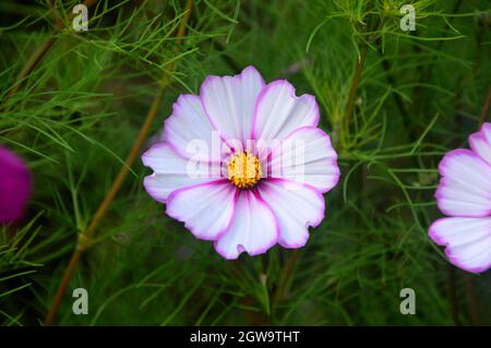 Une seule fleur rose et blanche Cosmos 'Atrosanguineus' cultivée dans les frontières à RHS Garden Bridgewater, Worsley, Greater Manchester, Royaume-Uni Banque D'Images