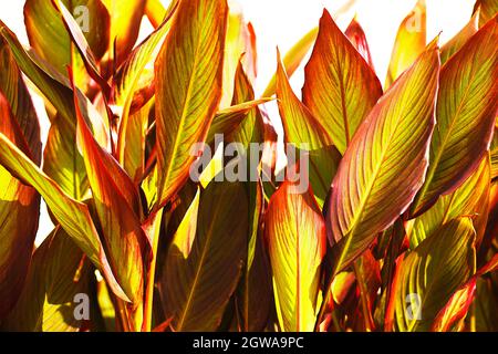 Le canon tropical laisse un arrière-plan. Cannabis. Canna lys feuille résumé. Banque D'Images