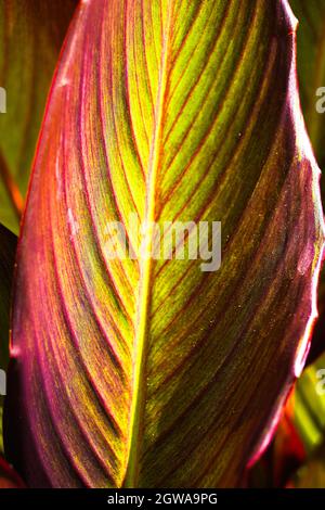 Le canon tropical laisse un arrière-plan. Cannabis. Canna lys feuille résumé. Banque D'Images