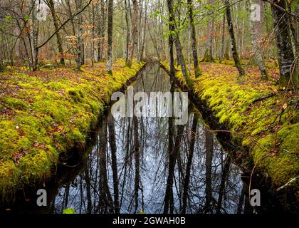 Petit canal sombre aux bords très mousseux et au reflet des troncs d'arbres, pris à la fin de l'hiver par une journée de fonte dans la forêt de Fontainebleau, en France Banque D'Images