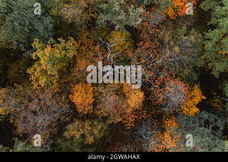 Vue aérienne de haut en bas du feuillage d'automne des arbres Banque D'Images