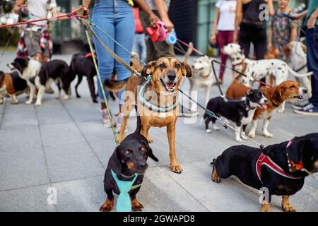 Les jeunes marcheurs marchent les chiens ensemble dans la rue Banque D'Images