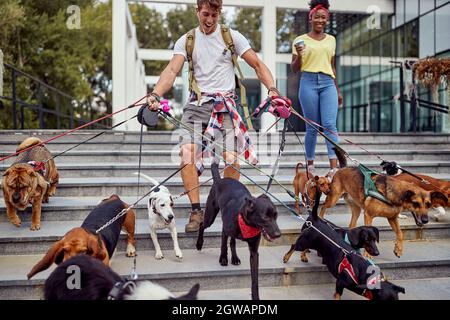 Joyeux chien marcheur chiens dans la rue Banque D'Images