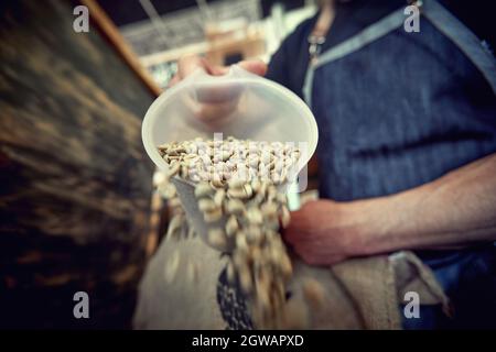 Gros plan, les mains s'égoutter. Grains de café fraîchement moulus Banque D'Images