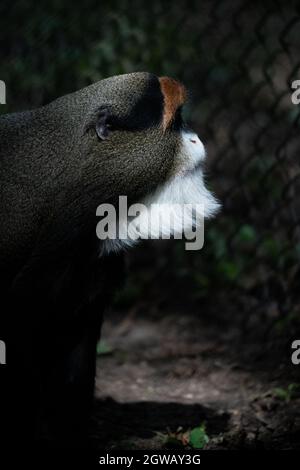 Portrait de profil de singe de Brazza dans un habitat boisé naturel Banque D'Images