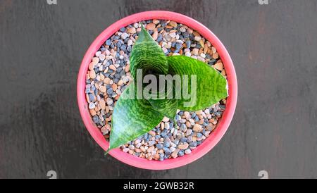 Vue de dessus d'une plante de serpent Bird's Nest, Sansevieria Hahnii, dans un joli pot rose avec des galets colorés. Banque D'Images