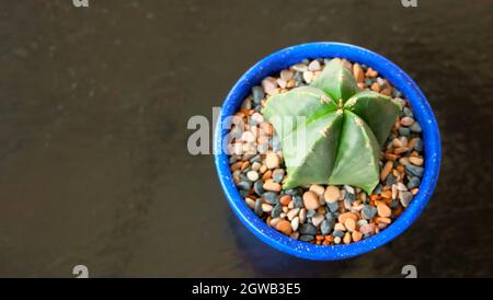 Vue de dessus d'un cactus étoilé dans un pot bleu entouré de galets colorés.Sur une surface en bois avec un espace de copie sur la gauche. Banque D'Images