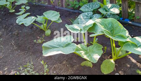 Jeunes plants de citrouille dans le sol du jardin, le long de l'ancienne clôture et tuyau du système d'irrigation. Banque D'Images