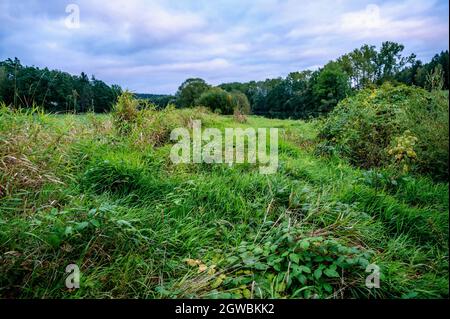 Végétation dense et allée d'arbres dans la plaine inondable sur la rive de la rivière. République Tchèque, Kolodeje nad Luznici. Banque D'Images