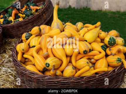 Citrouilles colorées. Citrouilles d'Halloween dans un panier Banque D'Images