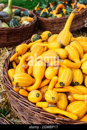 Citrouilles coloré. Citrouilles d'Halloween Banque D'Images