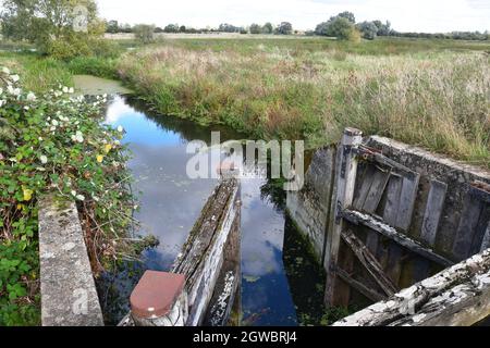 Portes de la rivière, à la RSPB Fen Drayton, Cambridgeshire, Royaume-Uni Banque D'Images