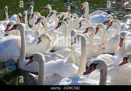 Holyrood Park, Édimbourg, Écosse, météo britannique. 3 octobre 2021. Soleil et brise dans le parc de la ville. Photo : des cygnes muets de plus de 50 ans se rassemblent sur le Loch de St Margare à la recherche d'un repas de passants. Crédit : Arch White/Alamy Live News Banque D'Images