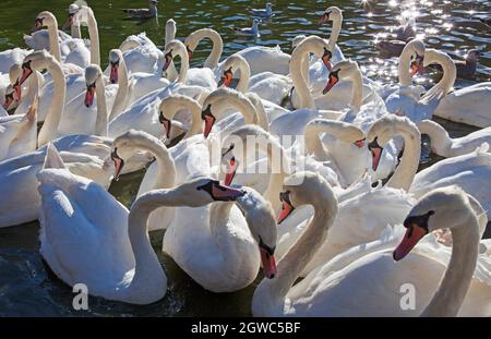 Holyrood Park, Édimbourg, Écosse, météo britannique. 3 octobre 2021. Soleil et brise dans le parc de la ville. Photo : des cygnes muets de plus de 50 ans se rassemblent sur le Loch de St Margare à la recherche d'un repas de passants. Crédit : Arch White/Alamy Live News Banque D'Images