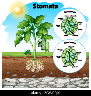 Schéma montrant les stomates sur la carte Illustration de Vecteur