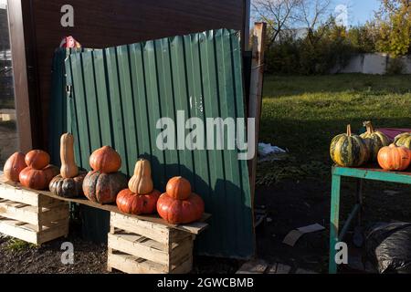 Différentes variétés de citrouilles à vendre dans un village près d'un chantier de construction en ruines. Banque D'Images