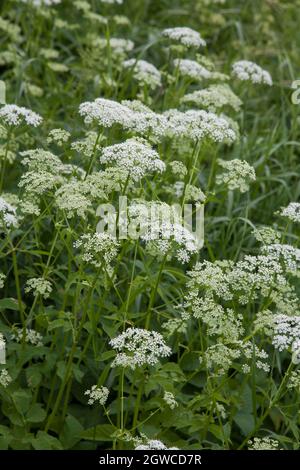 ANTHRISCUS SYLVESTRIS persil de vache Banque D'Images