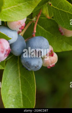 VACCINIUM CORYMBOSUM bleuet de la haute-buisson du nord Banque D'Images