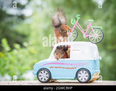 Les écureuils roux sont en voiture avec une randonnée Banque D'Images