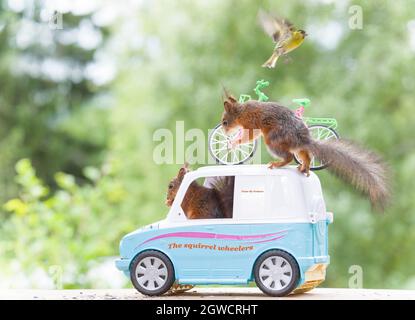Les écureuils roux sont dans une voiture avec un cycle Banque D'Images