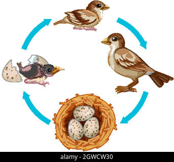 Cycle de vie de l'oiseau sur fond blanc Illustration de Vecteur