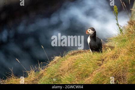 Puffins à Gjógv (gorge), île d'Eysturoy, îles Féroé. Situé dans un cadre naturel spectaculaire avec une longue gorge de l'océan et de hautes falaises avec enormo Banque D'Images