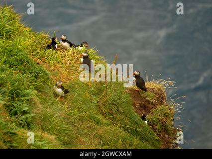 Puffins à Gjógv (gorge), île d'Eysturoy, îles Féroé. Situé dans un cadre naturel spectaculaire avec une longue gorge de l'océan et de hautes falaises avec enormo Banque D'Images