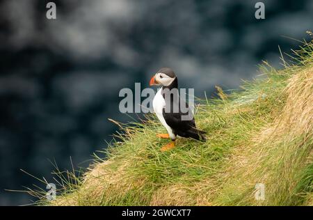 Puffins à Gjógv (gorge), île d'Eysturoy, îles Féroé. Situé dans un cadre naturel spectaculaire avec une longue gorge de l'océan et de hautes falaises avec enormo Banque D'Images