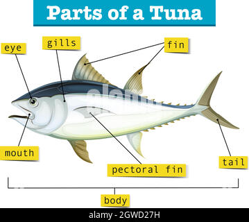 Schéma montrant différentes parties de thon Illustration de Vecteur