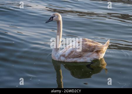 GDANSK, POLOGNE - 2020 JANVIER 17. Le beau jeune cygne dans le canal. Banque D'Images