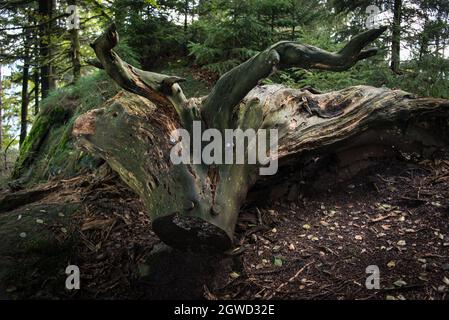 Des racines géantes d'arbre déchu, qui ressemblent maintenant à des cornes et à la grimace d'un monstre en bois. Banque D'Images