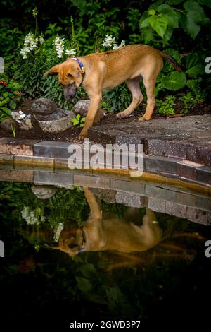 le jeune chiot surprime par son propre reflet dans l'eau. 'Voulez-vous jouer ?' Banque D'Images