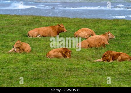 NAERBOE, NORVÈGE - 2020 JUILLET 06. Les vaches rouges et brunes se détendent sur l'herbe près de la mer. Banque D'Images