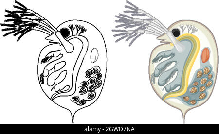 Daphnia en couleur et sur fond blanc Illustration de Vecteur