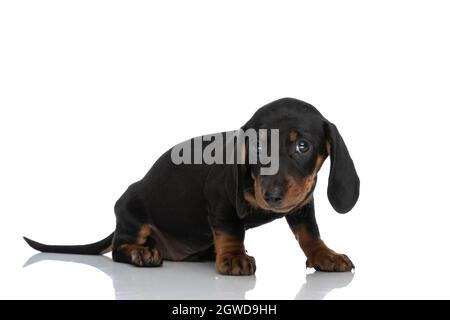 vue latérale de l'adorable chien de teck de dachshund qui regarde loin et assis en face de fond blanc dans le studio Banque D'Images