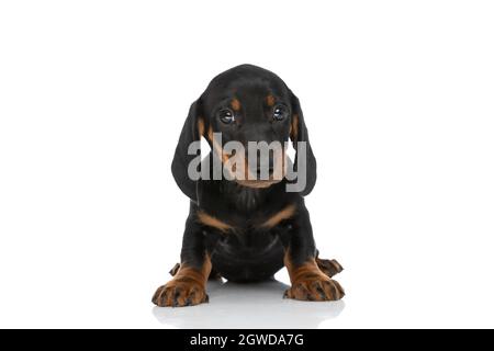 beau petit chien teckel dachshund assis devant un fond blanc et regardant autour d'une manière timide en studio Banque D'Images