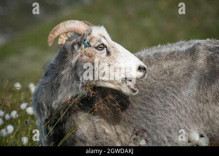 RUNDE, NORVÈGE - 2020 JUIN 19. Une chèvre blanche mangeant de l'herbe à côté de l'Eriophorum scheuchzeri, également connu sous le nom de coton blanc. Banque D'Images