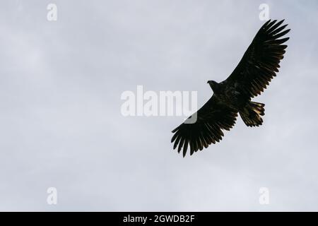 RUNDE, NORVÈGE - 2020 JUILLET 23 Aigle à queue blanche, Haliaeetus albicilla, volant au-dessus de la mer. Banque D'Images