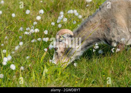 RUNDE, NORVÈGE - 2020 JUIN 19. Une chèvre blanche mangeant de l'herbe à côté de l'Eriophorum scheuchzeri, également connu sous le nom de coton blanc. Banque D'Images