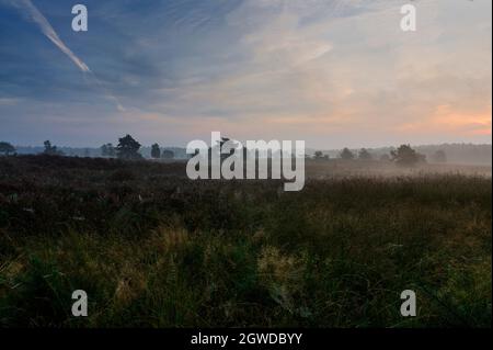 Paysage du matin avec peu de brouillard sur la lande, Veluwe, pays-Bas Banque D'Images