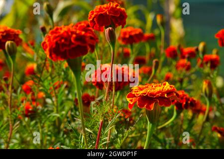 Fleurs orange Marigold au jardin en automne Banque D'Images